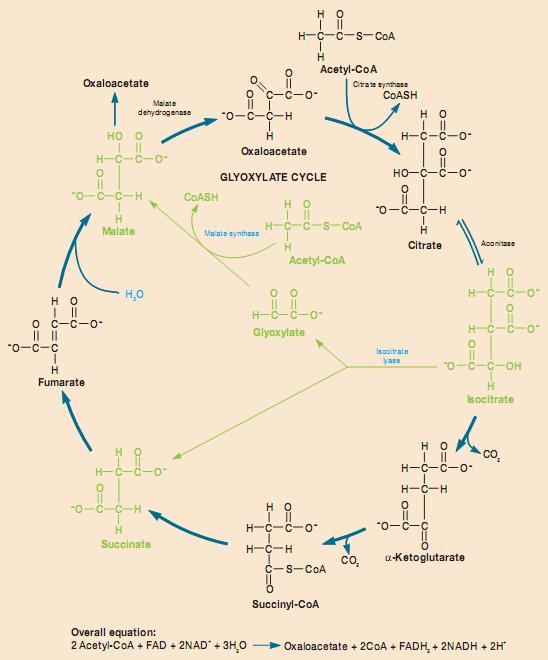 CHU TRÌNH GLIOXYLAT Hình 18.20: Chu trình glioxylat. Chú ý: các enzyme của chu trình TCA ở phần dưới được bỏ qua. (Theo: Prescott và cs, 2005) 18.7.