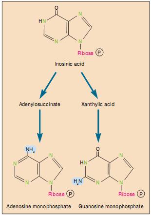 Một khi acid inosinic đã được tạo thành, các con đường tương đối ngắn sẽ tổng hợp adenosine monophosphate và guanosine monophosphate (Hình 18.