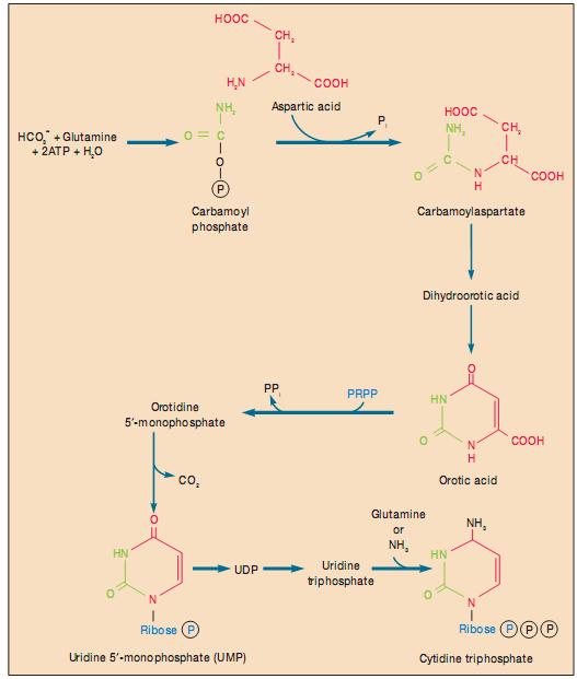 Aspartate-cacbamoyltransferase xúc tác việc ngưng tụ hai cơ chất này để tạo thành cacbamoyl-aspartat, sau đó chất này được chuyển thành sản phnm pyrimidine đầu tiên đó là acid orotic.