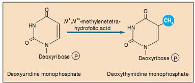 Pyrimidine thứ ba phổ biến là thymine - một thành phần của ADN. Ribose trong các nucleotide pyrimidine bị khử theo cùng cách như trong các nucleotide purine.