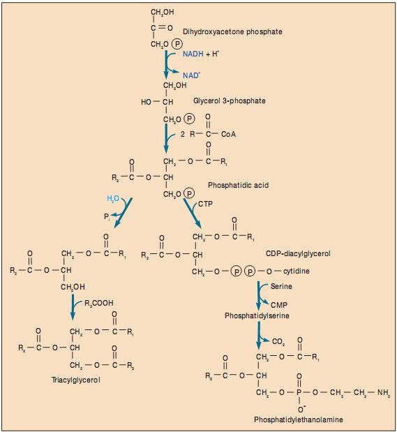 Các acid béo không bão hoà được tổng hợp theo hai con đường. Các tế bào nhân thật và vi khunn hiếu khí như Bacillus megaterium sử dụng con đường hiếu khí với sự tham gia của cả N ADPH và O 2.