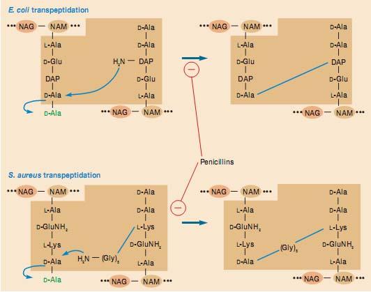 thêm vào bằng cách sử dụng các phân tử glycyl-trn A đặc biệt nhưng không cần riboxom. 6.