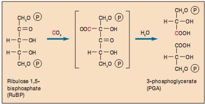 carboxyl hoá, khử và tái sản. Sơ đồ chung của chu trình được giới thiệu ở hình 18