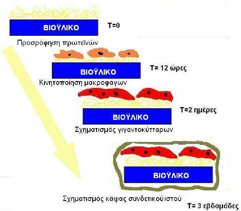 Διάβρωση μεταλλικών βιοϋλικών Σε γενικές γραμμές το βιολογικό περιβάλλον είναι εχθρικό