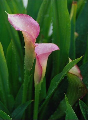 Hermafrodītisma varianti sievišķais