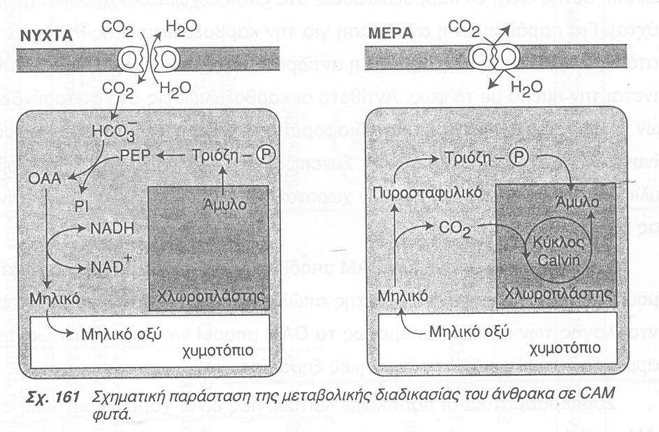 Μεταφορά C 3 οξέων (πυροσταφυλικό ή αλανίνη) στα κύτταρα του µεσοφύλλου (αναγέννηση ΡΕΡ) Τα C 4 φυτά Προσαρµόστηκαν σε έντονο φως, υψηλές θ ο C, έντονη ξηρασία/ χαµηλή εδαφική υγρασία, χαµηλή [CO 2