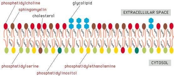 2 LIPIDY Lipidy (z gréckeho lipos = tuk) predstavujú pestrú skupinu látok nerozpustných vo vode, ale dobre sa rozpúšťajúcich v nepolárnych rozpúšťadlách (chloroform, éter, benzén).