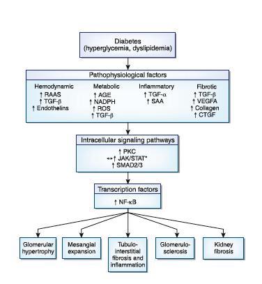 Παθογενετικοί μηχανισμοί διαβητικής νεφροπάθειας