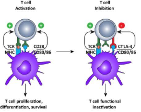 Τα ποδοκύτταρα ως ανοσοϊκανά κύτταρα Διέγερση Τ-λεμφοκυττάρου: 1o σήμα: Σύνδεση Ag με μόρια του MHC των αντιγονοπαρουσιαστικών κυττάρων στους TCR υποδοχείς των Τ-λεμφοκυττάρων T-λεμφοκύτταρο