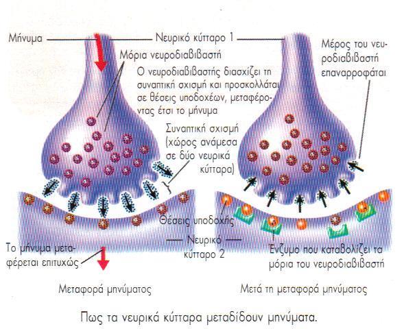 ΤΙ ΕΊΝΑΙ ΟΙ ΝΕΥΡΟΔΙΑΒΙΒΑΣΤΕΣ; Νευροδιαβιβαστές είναι ουσίες