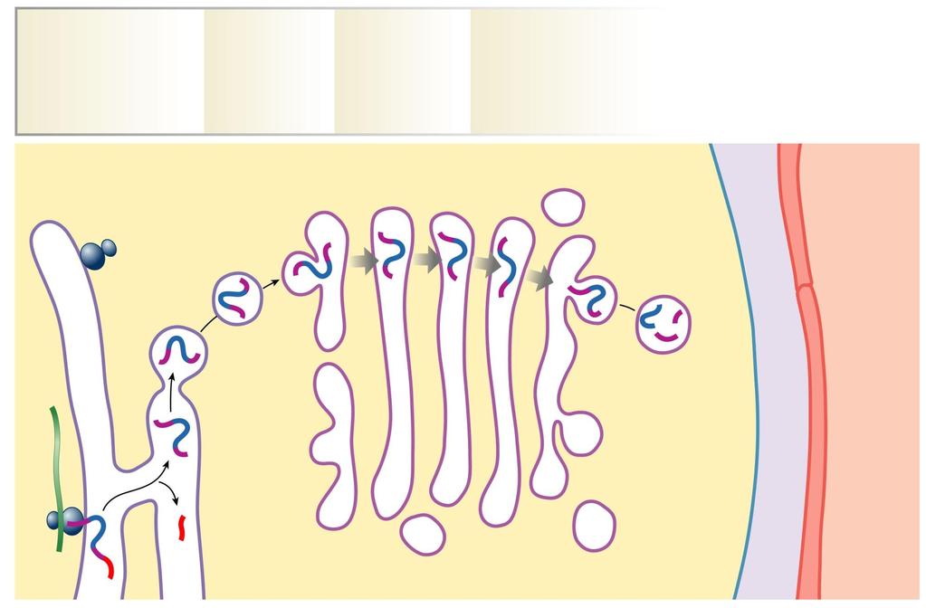 Βιοσύνθεση ινσουλίνης 1 Η μετάφραση του mrna 2 Μέσα στον αυλό 3 Η προορμόνη 4 οδηγεί στη σύνθεση στα του ΕΔ, ένζυμα περνά το ΕΔ και ριβοσωμάτια μιας προπροορμόνης κόβουν το οδηγό πάει στη συσκευή που