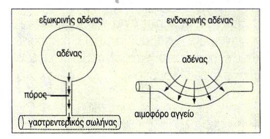 Ποιες είναι οι διαφορές