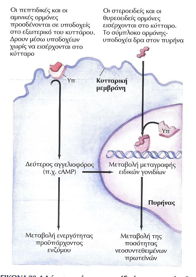 ΥΠΟΔΟΧΕΙΣ