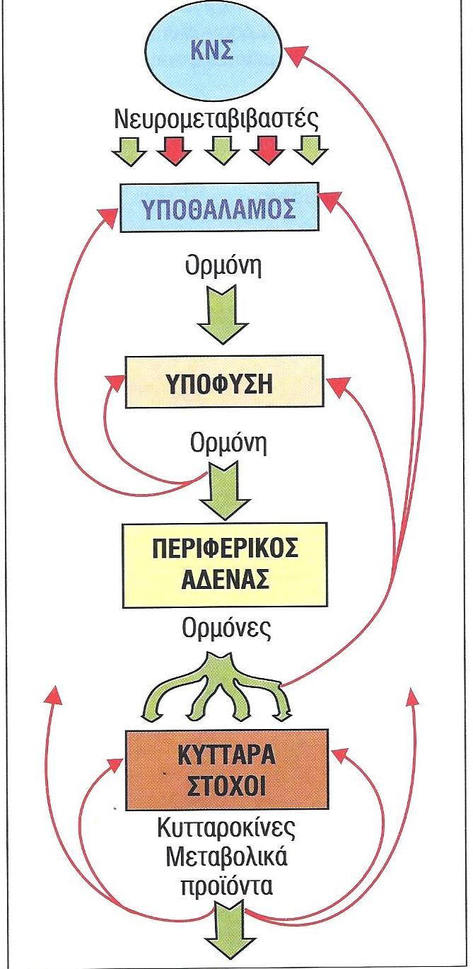 ΣΤΕΝΗ ΣΥΝΕΡΓΑΣΙΑ ΜΕΤΑΞΥ