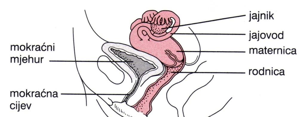 Ženski reprodukcijski organi Fiziologija žene prije trudnoće i ženski spolni hormoni organ jajnici jajovodi maternica rodnica funkcija stvaranje jajne stanice, lučenje estrogena i progesterona mjesto