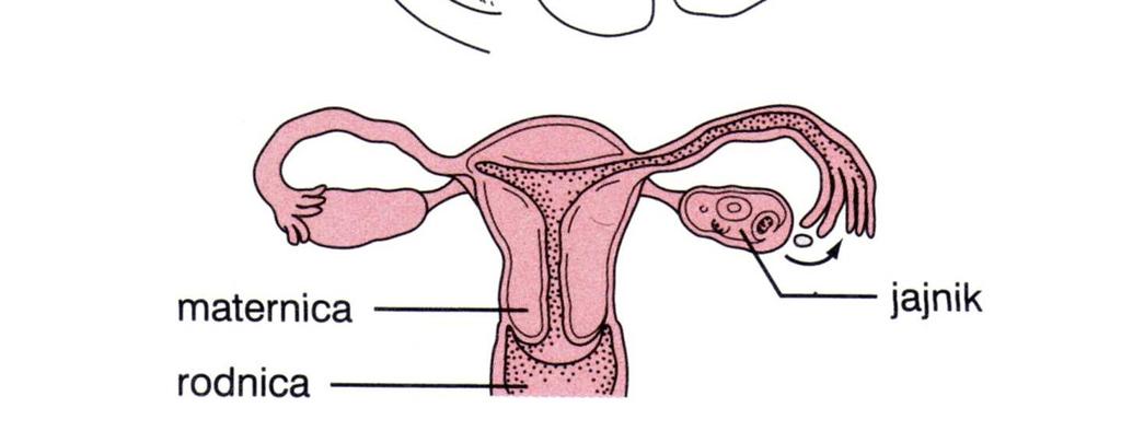 Reno Hrašćan Ženski reprodukcijski organi Ženski reprodukcijski organi glavni organi ženskog reprodukcijskog sustava: jajnici, jajovodi, maternica i rodnica reprodukcija počinje razvojem jajne