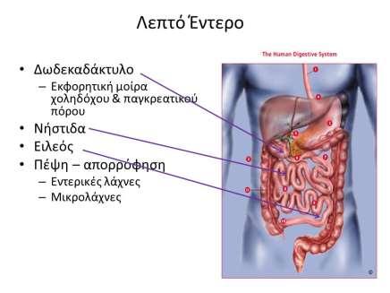 ΛΕΠΤΟ ΕΝΤΕΡΟ Εκτείνεται από το πυλωρικό στόμιο του στομάχου μέχρι την ειλεοτυφλική πτυχή και το μήκος του είναι 6-7 μέτρα.