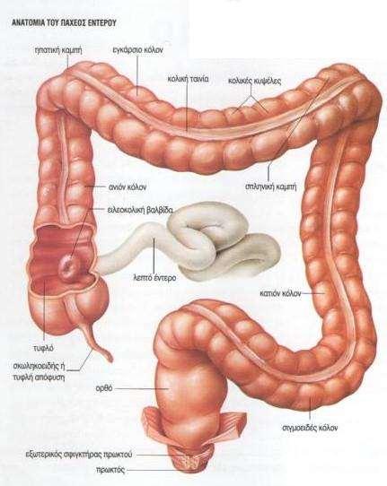 ΠΑΧΥ ΕΝΤΕΡΟ Είναι μεγαλύτερο σε διάμετρο από το λεπτό έντερο και έχει μήκος περίπου 1,5 μέτρα. Αποτελείται από το τυφλό με τη σκωληκοειδή απόφυση, το κόλον και το ορθό.