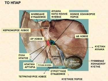 δρεπανοειδή σύνδεσμο. Ο σύνδεσμος αυτός εμφανίζει ένα κοιλιακό κάτω χείλος, το οποίο είναι ελεύθερο και περιέχει την αποφραχθείσα ομφαλική φλέβα του εμβρύου.