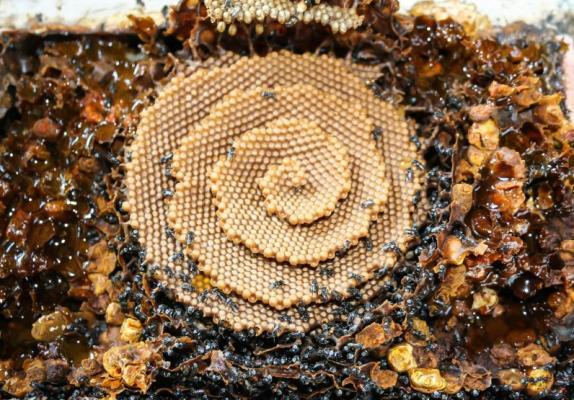 Αυτό θα το δείτε και στις σφήκες, ένα συγγενές με την μέλισσα είδος, που κάποια υποείδη του,