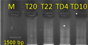 65 2 / / 392 / Lactobacillus casei strain T22 (JQ4273) Lactobacillus casei strain TD4 (JQ42732) strain TD0 (JQ42734). GenBank.. ( ).