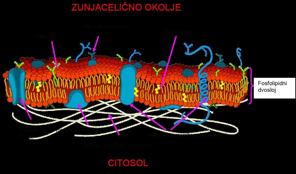 Slika 4.28: Celična membrana Osnovne funkcije membran so: Ločitev znotrajceličnega in zunjaceličnega okolja Fosfolipidni dvosloj slabo prepušča biološke makromolekule, polarne molekule in ione.