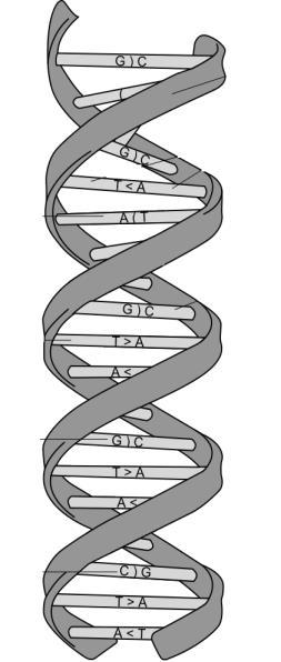 dvoverižni molekuli DNA. To dejstvo predstavlja osnovo za rast in razmnoževanje celic, saj imata po delitvi celice novonastali hčerinski celici popolnoma enake molekule DNA.
