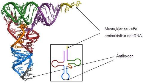 Na»srednjem listu«molekul trna se nahaja specifično zaporedje treh nukleotidov, ki jih imenujemo antikodoni in imajo komplementarno zaporedje kodonom, ki so del molekule mrna. Slika 4.