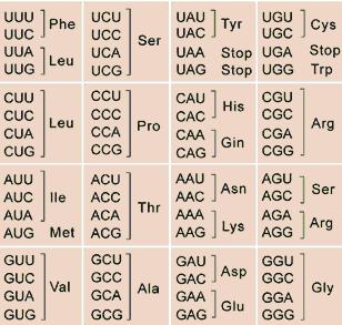 Slika 4.34: Gentski kod: 61 od 64 trojčkov nukleotidov kodira eno od dvajsetih aminokislin. Standardni genetski kod, ki je predstavljen na sliki 4.