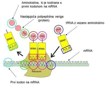 35) so: ribosomi, na katerih sinteza poteka; mrna, na kateri je v obliki kodonov zapisana informacija za aminokislinsko zaporedje v proteinu, ki se sintetizira; trna, na katero je vezana ustrezna