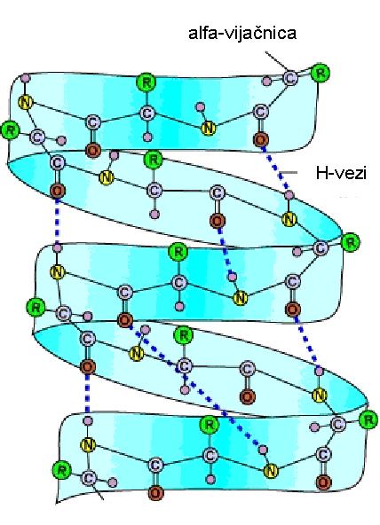 A Slika 4.5: Sekundarna struktura proteinov: (A) vijačnica in vodikove vezi med N H in C=O skupinami polipeptidnega ogrodja.