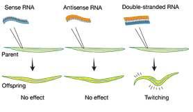 O descubrimento da interferencia de ARN Andrew Fire e Craig Mello estaban investigando como se regula a expresión xénica no nematodo Caenorhabditis elegans.