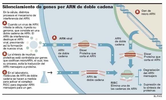A interferencia de ARN ocorre en plantas, animais e humanos.