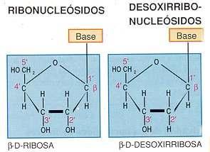 Se a pentosa é unha ribosa, temos un ribonucleósido (bases nitroxenadas: adenina, guanina, citosina e uracilo).
