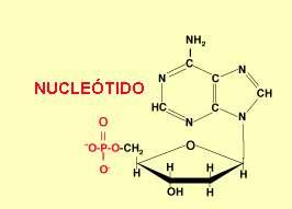A unión mediante un enlace éster entre o nucleósido e o ácido