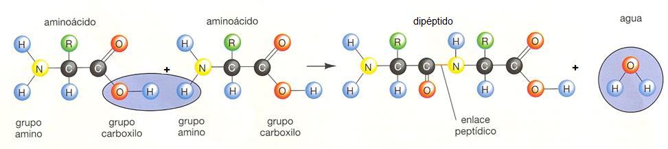 amino-terminal