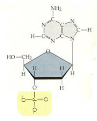 3 fosfato  - 5 difosfato - 3