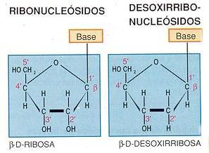 pentosa Adenosina Guanosina