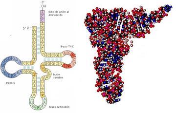 ARN ARNr