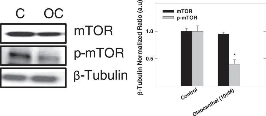 Figure 5. Effects of oleocanthal treatment on the levels of mtor proteins in the human breast cancer cell line, MDA-MB-231. Abuznait et al, ACS Chem. Neurosci. 2013 3.