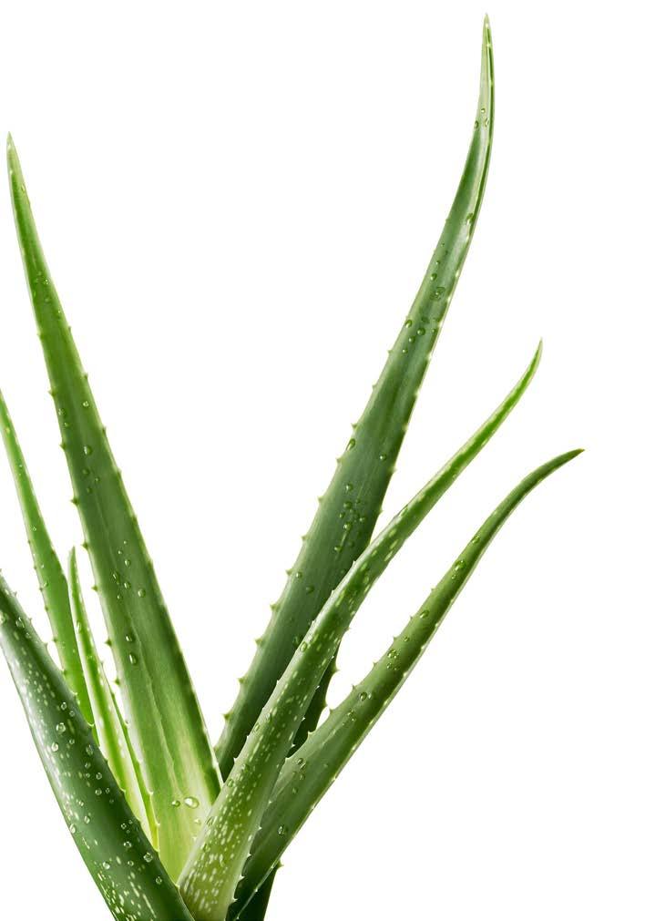 Aloe Vera: Φυσική, απολαυστική & δροσιστική ΕΞΟΙΚΟΝΟΜΕΙΤΕ ΜΕ ΤΟ ΣΕΤ 3 ΤΕΜ. Aloe Vera Drinking Gel Peach Flavour Σετ 3 τεμ.