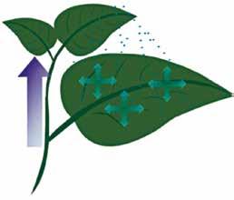 Τρόπος δράσης Το ISOCLAST ACTIVE είναι διασυστηματικό εντομοκτόνο με κίνηση μέσω των ξυλωδών αγγείων και με διελασματική κίνηση εντός των φυτικών ιστών (εικ. ).