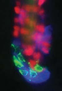 a H2BmRFP1 KIT EGFP HG Bu b Edn2 relative expression 10 8 6 4 2 0 P = 0.