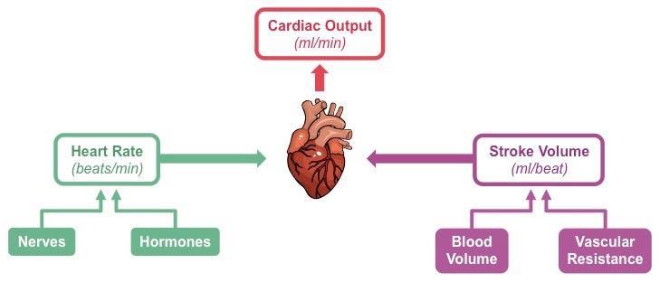 Η Καρδιά Η καρδιακή παροχή (cardiac output) ορίζεται ως η ποσότητα του αίματος που εξωθείται από την καρδιά κατά την διάρκεια ενός χρονικού