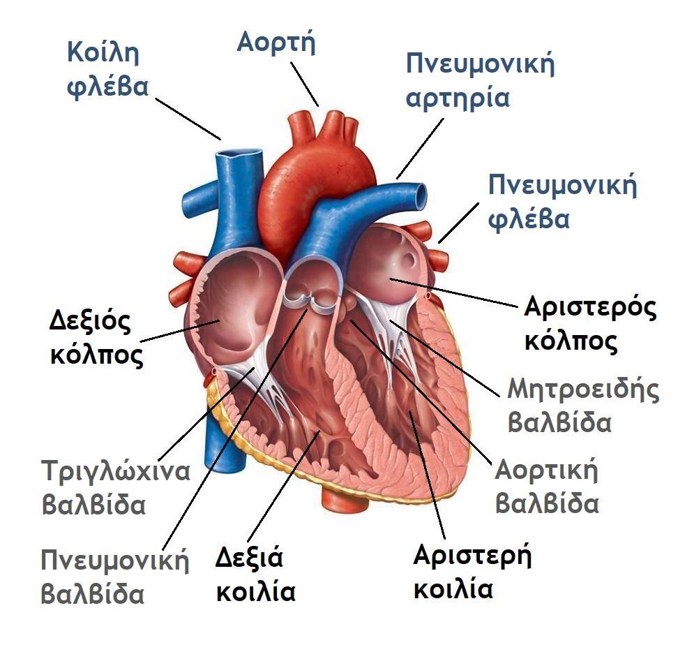 Η Καρδιά Ανατομία της