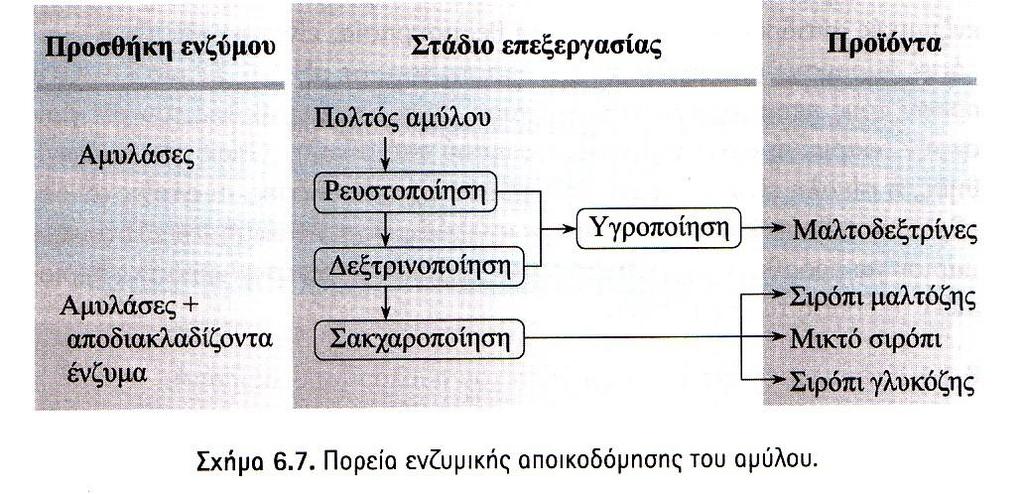 4. Υδρόλυση του α-1,6 γλυκοζιτικού δεσμού μέσω πουλουλανάσης και ισοαμυλάσης Από τη δράση α και β αμυλασών προκύπτουν δεξτρίνες με α-1,6 γλυκοζιτικούς δεσμούς που πρέπει να υδρολυθούν για να