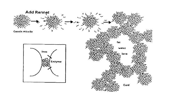 Υδρόλυση κ-καζεΐνης από χυμοσίνη (ένζυμο 4 ου στομάχου βοοειδών) στο Phe 105 -Met 106 Δίνει την αδιάλυτη και υδρόφοβη παρα-κ-καζεΐνη και ένα διαλυτό