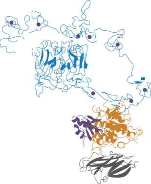 PCSK9 LDLR Εκφράζεται κυρίως στα ηπατοκύτταρα, αλά και στα νεφρικά μεσεγχυματικά κύτταρα, στα κύτταρα του εντέρου και ΚΝΣ Ρυθμίζει τους LDLR 2 1 PCSK9 3 1.