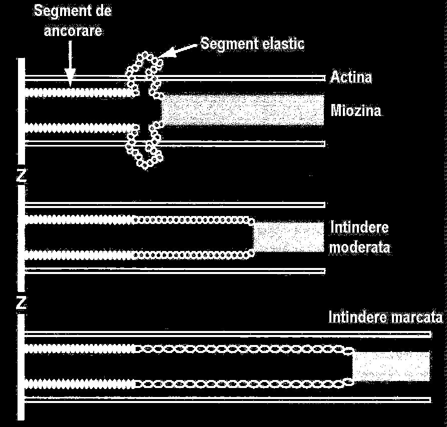 Proteine