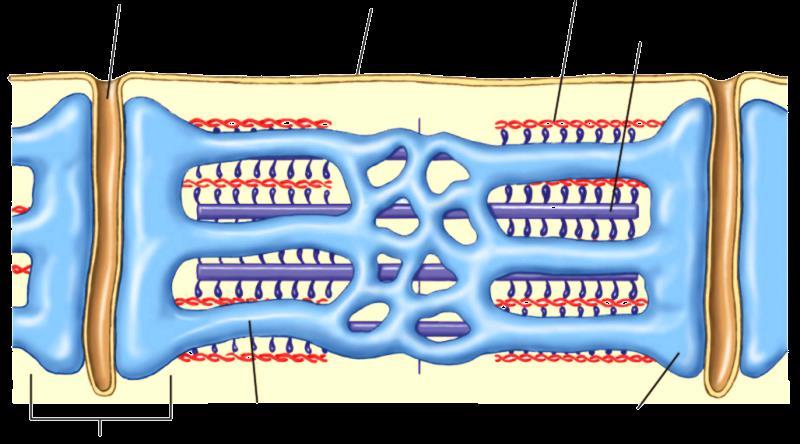 Ultrastructura celulei miocardice